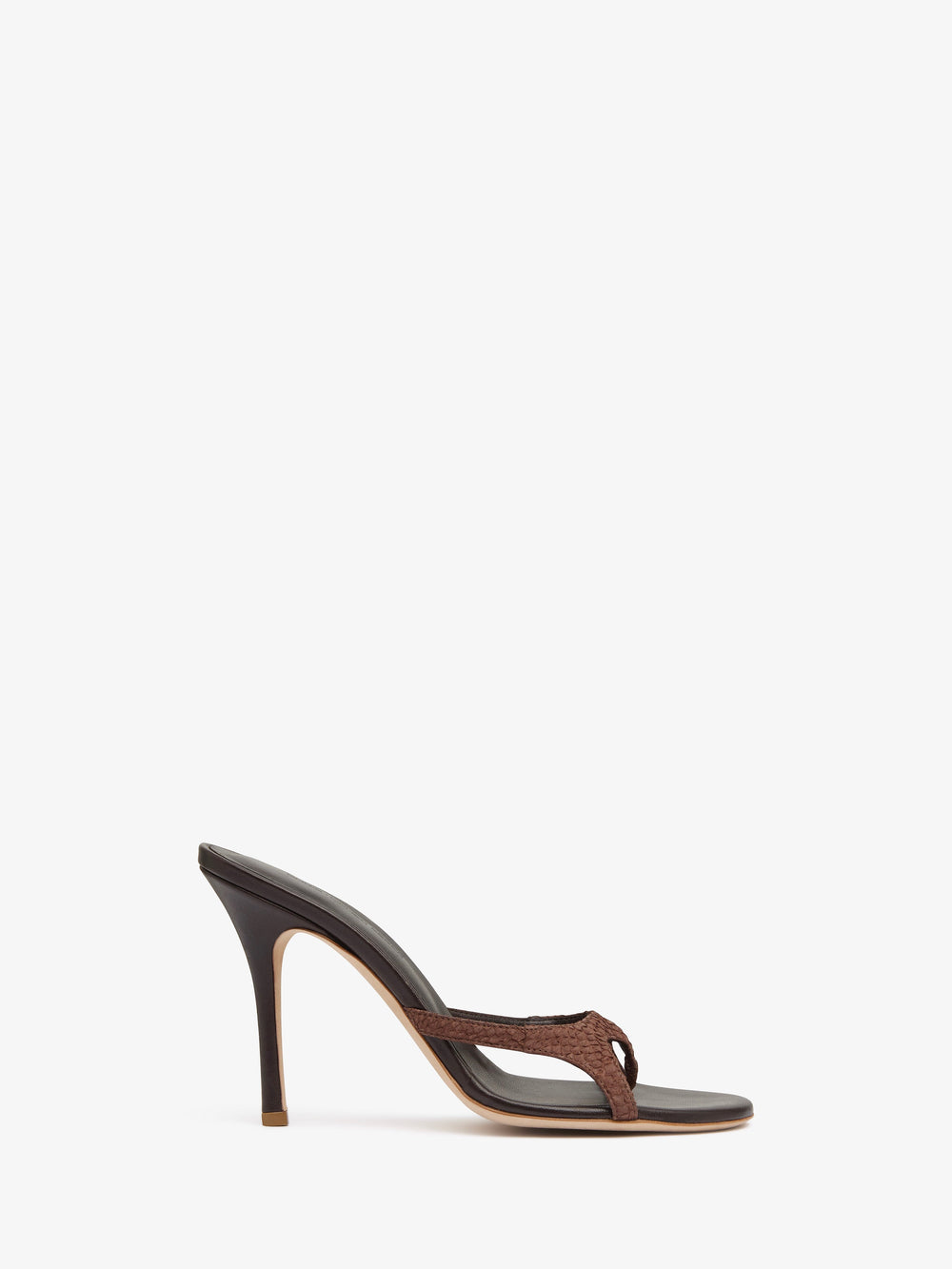 Alocasia Heel